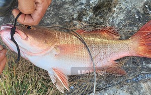 Câu loài cá vược đỏ hay còn gọi là cá răng chó ở chân kè đá nơi sông Hồng đổ ra biển ở Thái Bình