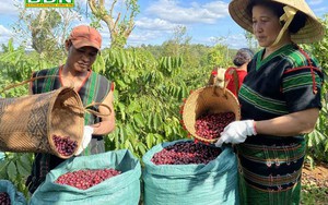 Tỉnh Đắk Nông có diện tích trồng cà phê bao nhiêu ha, cà phê tỉnh này đang xuất khẩu đi bao nhiều quốc gia?
