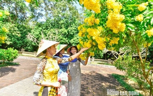 Ngất ngây với con đường hoa vàng rực ở Lam Kinh