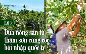 Giám đốc Sở NNPTNT Quảng Nam: Sản phẩm của hợp tác xã nông nghiệp trên đường hội nhập quốc tế - Ảnh 9.