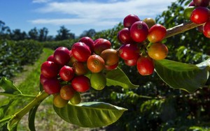 Giá cà phê quay đầu giảm &quot;sốc&quot;, dự báo về vụ thu hoạch ở Việt Nam đang diễn ra