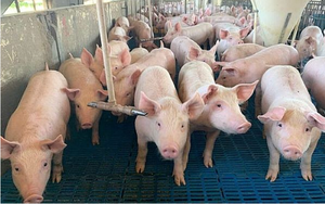 Giá lợn hơi miền Bắc bật tăng, người chăn nuôi hứng khởi