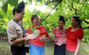 Nữ tỷ phú mát tay trồng những trái na to bự ở Sơn La, mỗi năm thu 1 tỷ từ trồng trọt, chăn nuôi