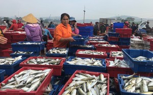 Cảng cá Nghi Thủy ở Nghệ An, trên trời dưới cá tôm, còn con ruốc chất đống ngồn ngộn không đếm xuể