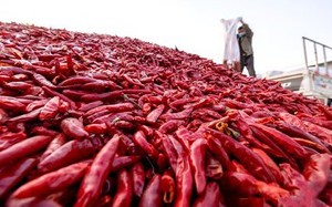 Phương pháp trồng, thu hoạch và chế biến ớt Paprika