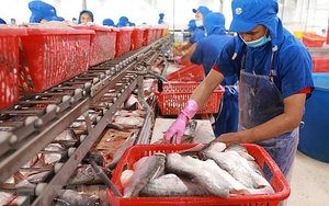 Xuất khẩu cá tra mang về hơn 2,2 tỷ USD, có thị trường tăng trưởng tới 200%