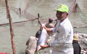 Vì sao một loài cá thịt trắng, không vảy của Việt Nam được Trung Quốc, Mỹ ráo riết thu mua?
