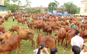 Hà Nội bảo vệ đàn gia súc, gia cầm hàng triệu con khi vào mùa đông, rét đậm rét hại