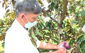 Nông dân Long An trồng thập cẩm 20 loại cây đặc sản kiểu “thả vịt đi lùa”, ai dè lại sống khỏe