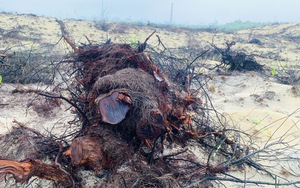 Quảng Bình: Kỷ luật 2 cán bộ vụ 12ha rừng phi lao chắn cát bị phá trơ trụi