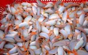 Loài cá kêu éc éc đang được nuôi lồng bè vùng đầu nguồn ở An Giang, bán 500.000 đồng/kg