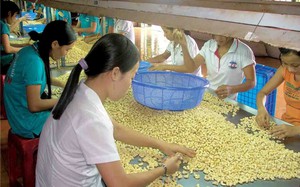 Việt Nam đang chiếm vị trí độc tôn cung cấp một loại hạt cho Trung Quốc, là hạt gì?