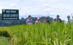 Phát triển sản xuất hàng hóa: Con đường "sáng" cho nông nghiệp ở Phù Yên