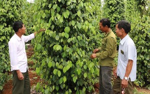 “Cánh tay nối dài” đưa tín dụng của Ngân hàng CSXH giúp nông dân Đăk Nông vượt khó