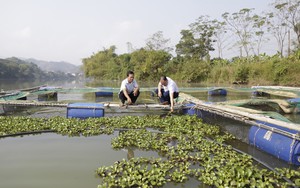 Nuôi cá lồng trên hồ thủy điện ở Bảo Yên của Lào Cai, toàn con to nặng 2kg