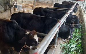 Chăn nuôi trâu, bò nhốt chuồng, bước đột phá ở xã vùng khó Sơn La