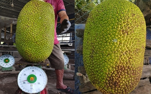 Giá mít Thái hôm nay 12/12: Nông dân bán 1 trái mít Thái được bao nhiêu tiền khi giá đột ngột lại giảm?