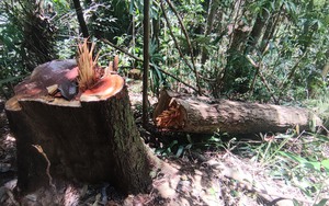 Vụ khai thác gỗ "khủng" ở vùng biên Kon Tum: Xử lý trách nhiệm nhiều cán bộ