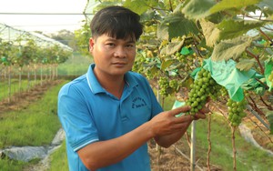 Mang cây ra quả đắt tiền về trồng, anh nông dân Thanh Hóa bị cho là “gàn”, khi thu tiền thì cả làng phục lăn