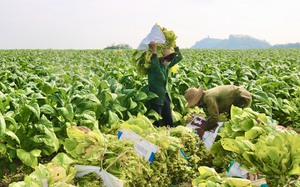 Tăng thuế thuốc lá đột ngột, nông dân vùng nguyên liệu sẽ chịu tác động như thế nào?- Ảnh 5.