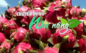 Chuyển động Nhà nông 14/12: Thủ phủ thanh long vào vụ Tết