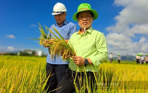 3 năm triển khai Luật Trồng trọt: Doanh nghiệp than khổ vì chồng chéo, xa rời thực tế