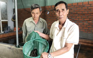 Ai ngờ nuôi con đặc sản cả đời trong bể xi măng ở phố núi Gia Lai nông dân lại giàu lên trông thấy