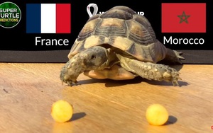 "Thần rùa" Turtle dự đoán kết quả Pháp vs Maroc (2h ngày 15/12, bán kết World Cup 2022)