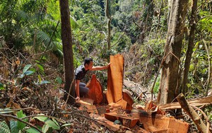 Kon Tum: 11 tháng, lâm tặc cưa hạ gần 420m3 gỗ