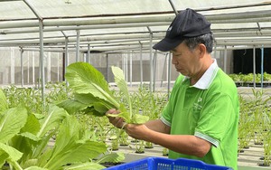 Trồng rau kiểu gì mà chàng "nông dân phố" Đồng Nai thu nhập 150 triệu/tháng?