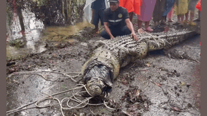 Cả làng hô hoán nhau vật lộn tóm sống cá sấu dài hơn 4m, nặng tới gần 500kg