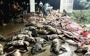 Nghệ An: Cháy trang trại, hơn 1.000 con lợn chết la liệt, thiệt hại hơn 10 tỷ đồng