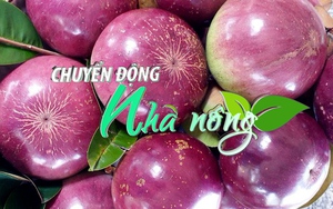 Chuyển động Nhà nông 14/12: Vú sữa tím Sóc Trăng xuất khẩu sang Mỹ