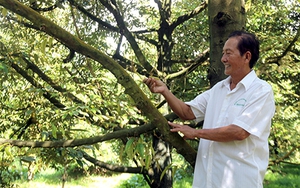 Cây sầu riêng là cây cổ thụ cho &quot;ăn trái&quot; vài chục năm, ở Hậu Giang, có nhiều nhà thu tiền tỷ
