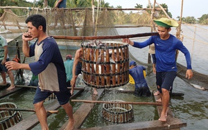 Doanh nghiệp xuất khẩu cá tra kêu cứu vì vốn siết chặt, lãi suất tăng cao