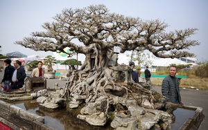 Hàng nghìn tác phẩm sinh vật cảnh - bonsai đắt giá xuất hiện tại Hà Nội