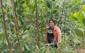 Trồng cây gì trên rừng mà một nông dân giỏi Quảng Ngãi tạo việc cho 15 lao động, mức lương 4-5 triệu/người/tháng?