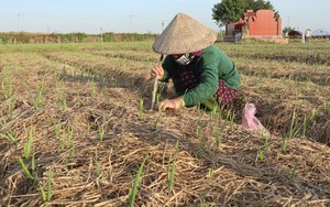 Đây là loại củ gia vị màu tía thơm sực, dân làng Đông ở Nghệ An cứ nhổ lên là thương lái xúm vào mua