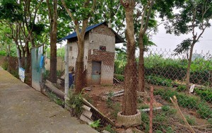 Một làng ở Hà Nội dân trồng thứ cây bán gỗ đắt như vàng, phải nuôi đàn chó để canh giữ "kho báu lộ thiên"