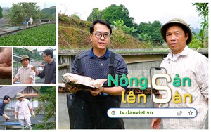 NÔNG SẢN LÊN SÀN: Ba ba gai - Sinh kế mới của người dân Văn Chấn