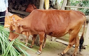 Hỗ trợ hàng chục con bò cái giống sinh sản cho nông dân ở Thừa Thiên Huế 