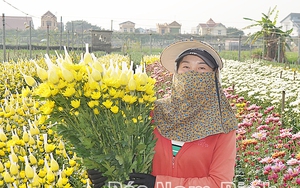 Cả làng ở Nam Định tất bật trồng hoa, trồng cây cảnh, có loại hoa "quý tộc" cho dân chơi sành điệu
