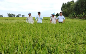 Vì sao nông dân Long An buồn, vui lẫn lộn khi giá lúa tăng chưa từng thấy trong 10 năm qua?