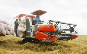 Xuất hiện một dấu hiệu có lợi cho các doanh nghiệp xuất khẩu gạo Việt Nam