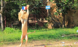 Sư tử "tiên tri" Chao Boy dự đoán kết quả Argentina vs Pháp