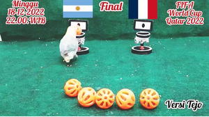 Chú vẹt tiên tri Versi Tejo dự đoán kết quả Argentina vs Pháp