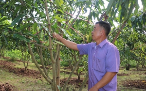 Giám đốc HTX ở Sơn La làm giàu từ trồng cây ăn quả