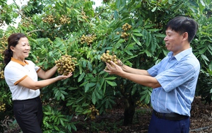 Yên Châu: Hướng đến phát triển cây ăn quả sạch, bền vững
