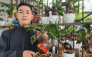 Khánh Hòa: Cây cảnh dừa bonsai tạo hình con mèo &quot;siêu độc&quot; phục vụ dân chơi Tết Quý Mão 2023