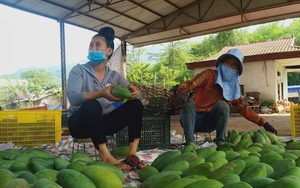 Yên Châu: Cùng nông dân phát triển kinh tế